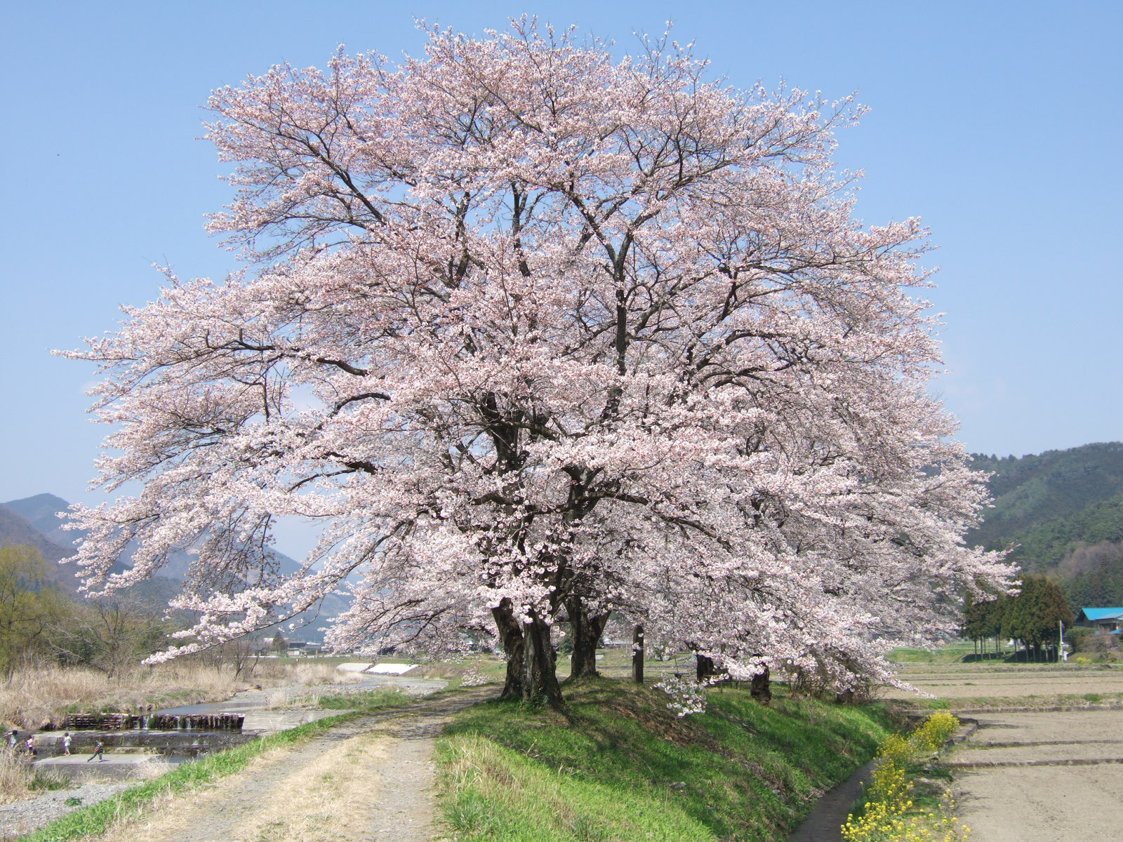 花木情報 桜 佐柄見の桜 佐野市観光協会