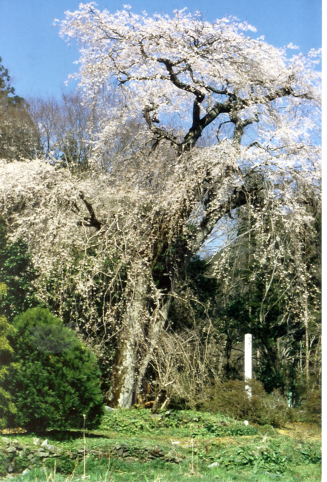 花木情報 桜 関場のしだれ桜 佐野市観光協会