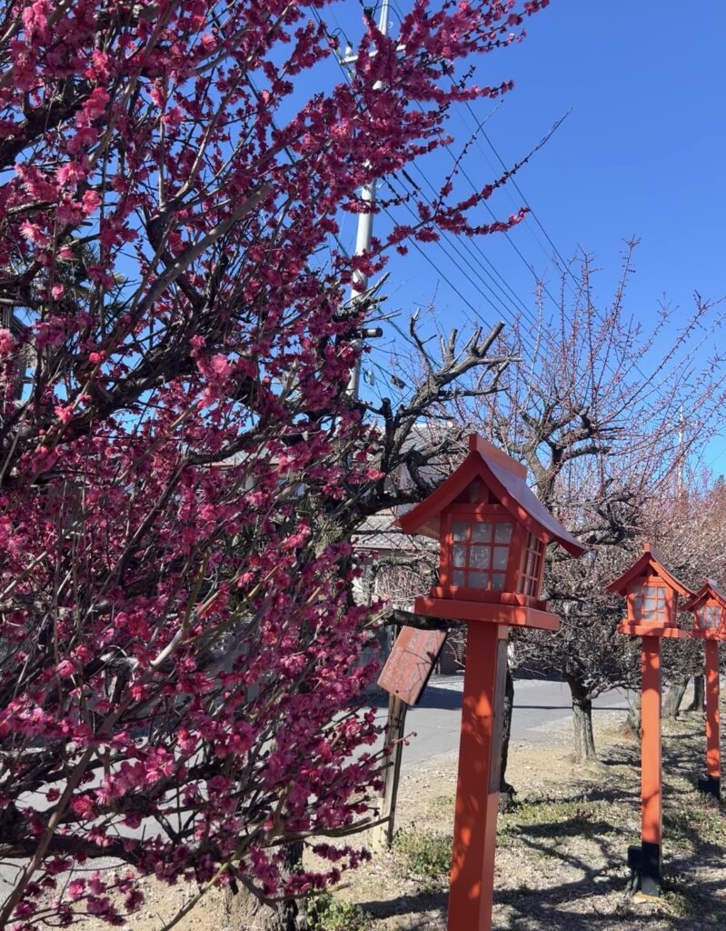 花木情報 梅（朝日森天満宮） - 佐野市観光協会
